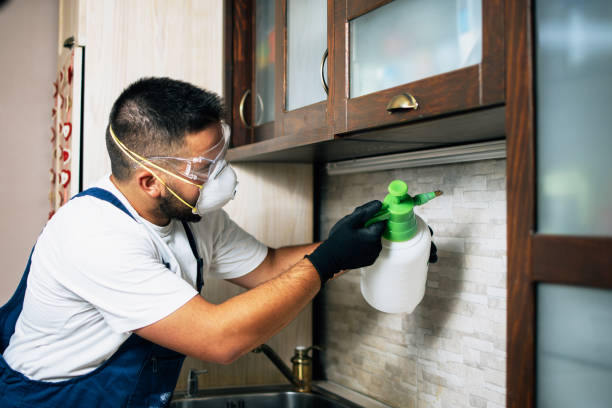 Best Emergency Pest Control  in Bridge City, LA