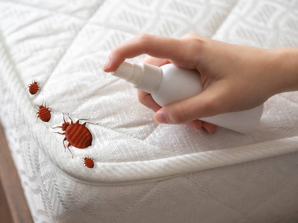 Best Cockroach Control Services  in Bridge City, LA