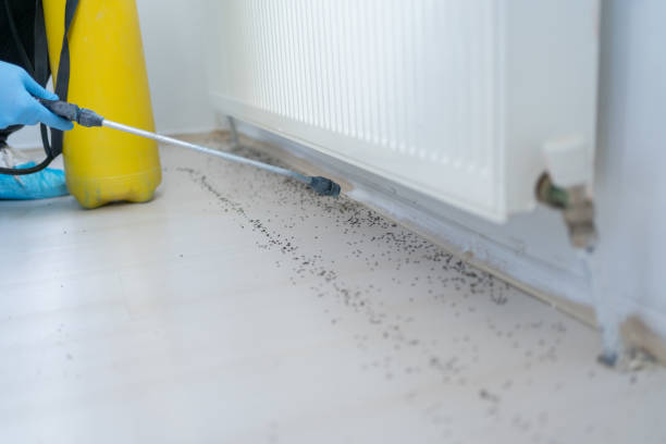 Best Affordable Pest Control Services  in Bridge City, LA