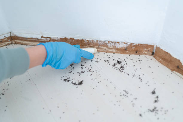 Best Ant Control Services  in Bridge City, LA